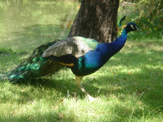 peacock